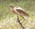 /album/photogallery/squacco-heron-jpg/